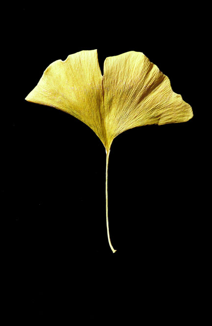 ginko-leaf.jpg